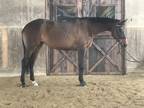 Lovely Thoroughbred Mare
