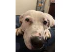 Adopt Igor a White - with Black Great Pyrenees / American Pit Bull Terrier /