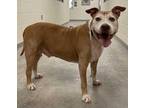 Adopt Rockefeller (Golden Paw) a Tan/Yellow/Fawn American Pit Bull Terrier /