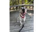 Adopt Boaty a White Mixed Breed (Large) / Mixed dog in Key West, FL (34451994)