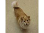 Adopt Cappy a Pomeranian / Terrier (Unknown Type, Medium) / Mixed dog in York