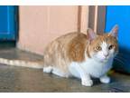 Adopt Gingerbread a Domestic Shorthair / Mixed (short coat) cat in Boston