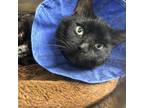 Adopt Trouble a All Black Domestic Shorthair / Mixed cat in Moose Jaw
