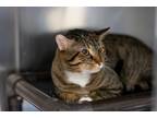 Adopt ColoColo a Tan or Fawn Tabby Domestic Shorthair (short coat) cat in