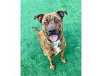 Adopt Roxie a Rottweiler / Boxer / Mixed dog in Warren, MI (34444477)