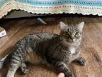 Adopt George a Brown Tabby American Shorthair (short coat) cat in westminster