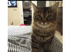 Adopt Daisy a Brown Tabby Maine Coon (short coat) cat in westminster