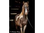 Adopt Zuko-Companion only a Rocky Mountain Horse
