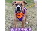 Adopt Phoebe a Mastiff, Pit Bull Terrier