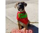 Adopt Gerald a Mastiff, Pit Bull Terrier