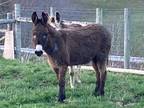 Large Standard Guard Jenny Donkey