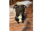 Adopt Momma a Black - with White Pit Bull Terrier / Mixed dog in Massillon