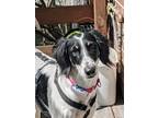 Adopt Sasha a White - with Black Pointer / Mixed dog in Toronto, ON (34458143)