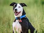 Adopt Duke a Black - with White American Staffordshire Terrier / Pit Bull