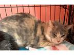 Adopt Collie a Calico or Dilute Calico Domestic Shorthair / Mixed (short coat)