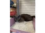 Adopt Smokey a Gray or Blue Russian Blue / Domestic Shorthair / Mixed cat in