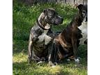 Adopt Bentley a Brindle - with White Mountain Cur / Pit Bull Terrier / Mixed dog