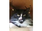 Adopt Boots a Domestic Mediumhair / Mixed cat in Vernon, BC (34454283)