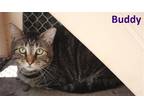Adopt Buddy a Gray, Blue or Silver Tabby Burmese / Mixed (short coat) cat in
