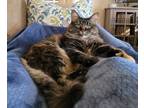 Adopt Sassy a Maine Coon