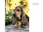 Basset Hound Puppy for sale in Springfield, MO, USA