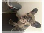 French Bulldog PUPPY FOR SALE ADN-373460 - Frenchies