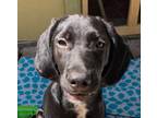 Adopt Kix a Treeing Walker Coonhound, Labrador Retriever