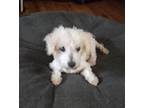 Adopt Buck the Lucky a White Poodle (Miniature) / Mixed dog in Alpharetta
