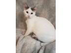 Adopt Finch a White Domestic Shorthair / Domestic Shorthair / Mixed (short coat)