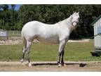 Adopt SMOKEY A Black Pony - Of America / Mixed Horse In Union, MO (24512444)