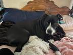 Adopt Galivant a Black - with White American Staffordshire Terrier / Labrador