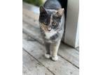 Adopt Angela a Black & White or Tuxedo Calico / Mixed (medium coat) cat in