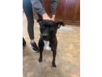 Adopt Danny a Labrador Retriever / Mixed dog in Cambridge, MD (34470371)