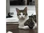 Adopt Romeo a Gray, Blue or Silver Tabby Colorpoint Shorthair / Mixed (short