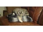 Adopt Hi-Sha Purr a Calico or Dilute Calico Maine Coon / Mixed (long coat) cat