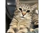 Adopt O'Rielly a Gray or Blue Domestic Shorthair / Mixed cat in Moose Jaw