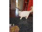 Adopt Chancho a White Domestic Longhair / Mixed (long coat) cat in Corpus