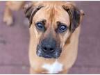 Adopt Ariel a Tan/Yellow/Fawn Boxer / Black Mouth Cur / Mixed dog in Toronto