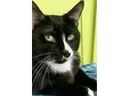 Adopt Monty a All Black Domestic Shorthair / Domestic Shorthair / Mixed cat in