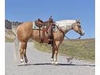 Flashy 4 yr old ranchreiningtrail broke mare