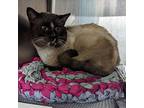 Pye, Siamese For Adoption In Bethel, Connecticut
