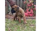 Bullmastiff Puppy for sale in Hinesville, GA, USA