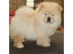 Chow Chow Puppy for sale in Riverside, CA, USA
