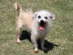 Adopt LARRY a Cairn Terrier, Mixed Breed