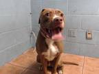 Adopt BROWNIE a Staffordshire Bull Terrier, Mixed Breed