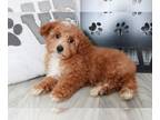 Poodle (Miniature) PUPPY FOR SALE ADN-374234 - Daylana