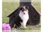 Collie PUPPY FOR SALE ADN-373920 - AKC Lassie Collie For Sale Fredericksburg OH