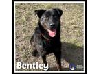 Adopt Bentley a Rottweiler, Shepherd