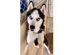Adopt Kodak a White Husky / Mixed dog in Sullivan, IN (34482588)