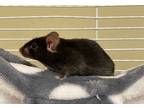 Adopt Pine a Mouse small animal in Concord, NH (34482449)